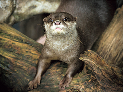 コツメカワウソ