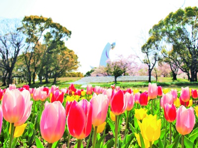 Tulips seen from early to mid-April.
Photo: Expo Memorial Park Management Partners