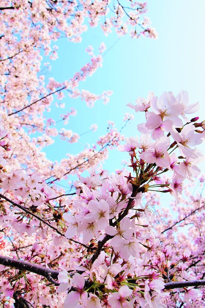 Satozakura cherry trees bloom around the Japanese garden Suhama.
Photo: Expo Memorial Park Management Partners