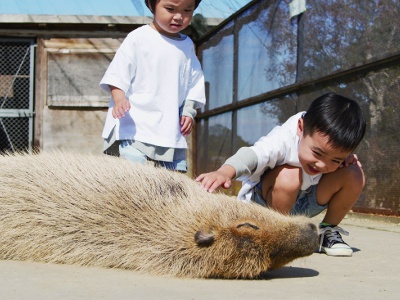 人懐っこいカピバラとのふれあいタイム。エサやりも可能。