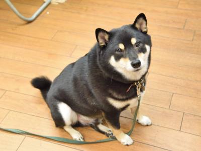 つぶらな瞳がたまらない看板犬のあずきちゃん。癒されること間違いなし。