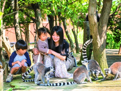 There is also a spot where you can observe ring-tailed lemurs up close!