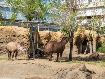 「パンタナール」にオオアリクイが仲間入り！