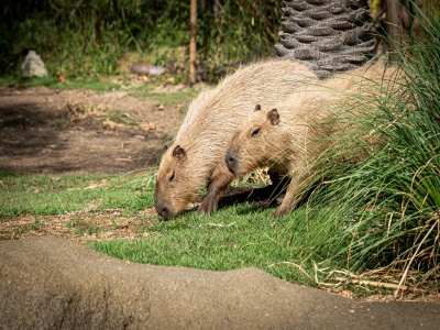 息遣いを感じる距離感で動物たちのかわいさを堪能！