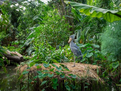 国内でも珍しい怪鳥 ハシビロコウの生態園がパワーアップ！