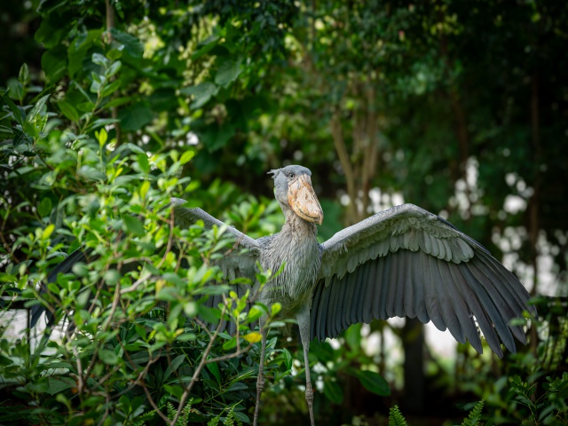 神戸どうぶつ王国　vol14_タイアップ