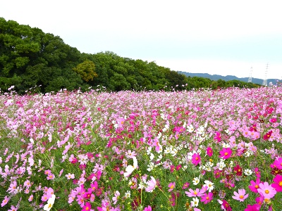 「花の丘」では、例年10月上旬から下旬にかけて色とりどりのコスモスが丘一面に咲き誇る。
写真提供：万博記念公園マネジメント・パートナーズ