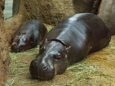 繫殖に成功したコビトカバの子ども・ウタ（メス）がすくすく成長中！親子で過ごすほほえましい姿に癒される♡
※2026年4月撮影